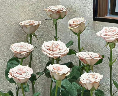 蓬莱仙山花样年毕｜梦幻蓬莱，花漾年轮，仙境盛宴映人心-5